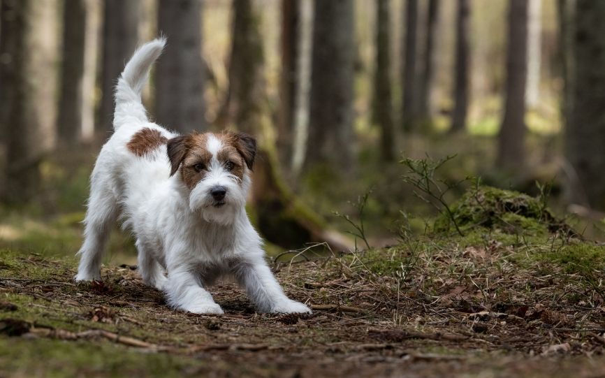 Ta hand om din hund från tass till nos