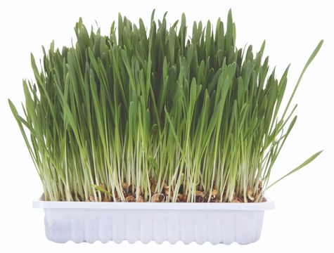 Trixie Kattgräs med odlingslåda 100 g