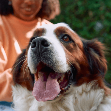 Artikel - Skydda djuren fr&aring;n f&auml;stingar och loppor