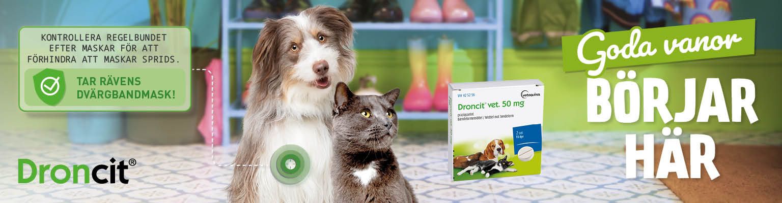 Hund, katt, Droncit produktförpackning, behandlar dvärgbandmask, tablett