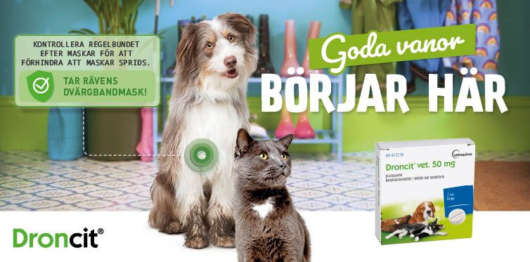 Hund, katt, Droncit produktförpackning, behandlar dvärgbandmask, tablett
