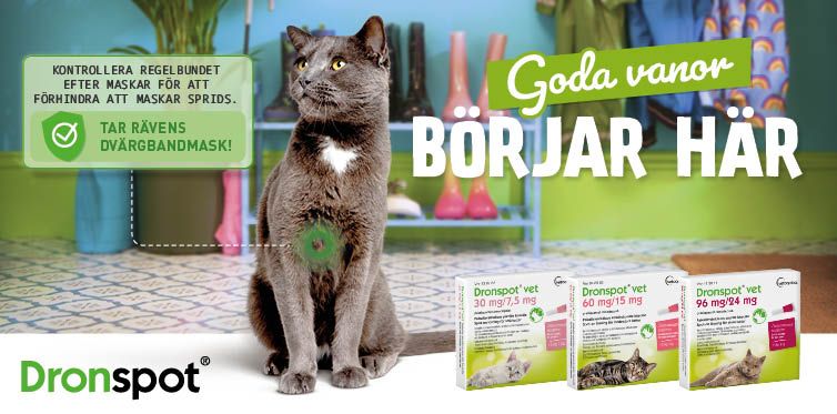 Svartgrå katt, Drontal produktförpackning, spot-onlösning avmaskning katter