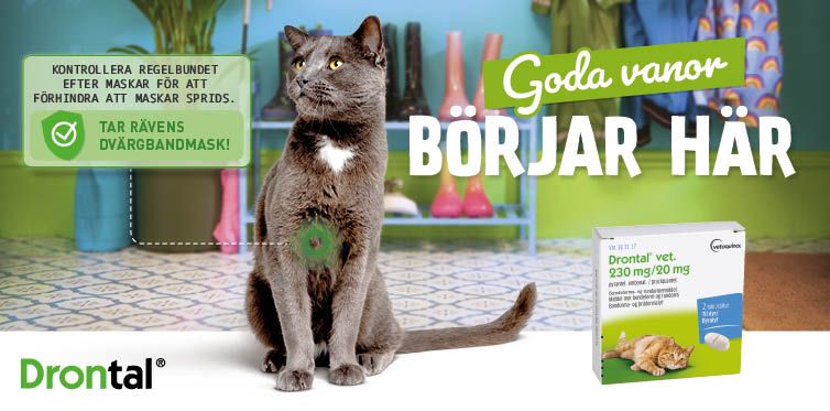 Svartgrå katt, Drontal produktförpackning - behandlar mask hos katter och kattungar
